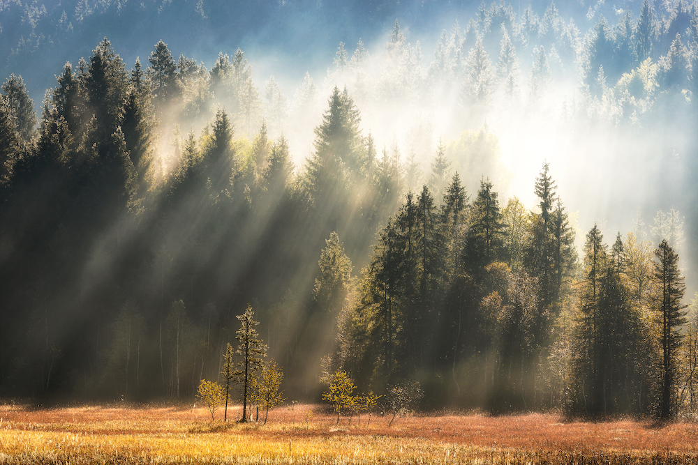 foggy-forest-RUY3F6M